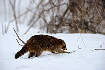 Raccoon (Procyon lotor) in snow. Quebec, Canada, January.