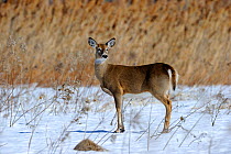 White-tailed Deer (Odocoileus virginianus) adult in winter. Quebec, Canada, January.