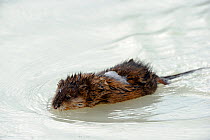 Muskrat (Ondatra zibethicus) swimming. Quebec, Canada, January.