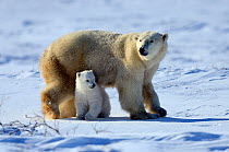 Polar Bear (Ursus maritimus) mother with her 3-month cub, soon after emerging from their hibernation den. Wapusk National Park, Manitoba, Canada, March.