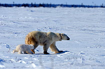 Polar Bear (Ursus maritimus) mother with her 3-month cub, soon after emerging from their hibernation den. The mother has a research radio-tracking collar on. Wapusk National Park, Manitoba, Canada, Ma...