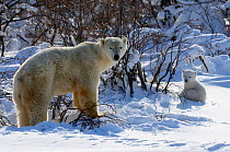 Polar Bear (Ursus maritimus) mother with her 3-month cub, soon after emerging from their hibernation den. Wapusk National Park, Manitoba, Canada, March.