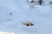 Polar Bear (Ursus maritimus) mother peeking out of her den entrance. Wapusk National Park, Churchill, Manitoba, Canada, March.