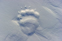 Female Polar Bear (Ursus maritimus) footprint. Wapusk National Park, Manitoba, Churchill, March.