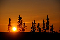 Tundra landscape at sunset in winter. Wapusk National Park, Churchill, Manitoba, Canada, March 2011.