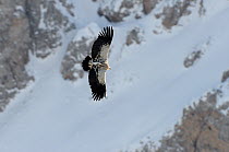 Himalayan Griffon Vulture (Gyps himalayensis) in flight against snowy mountainside. Naryn National Park, Kyrgyzstan, Central Asia, November.