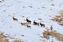 A herd of Siberian Ibex (Capra sibirica) traversing a snow-covered hillside. Naryn National Park, Kyrgyzstan, Central Asia, November.