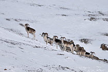A herd of Marco Polo Sheep (Ovix ammon polii) on a snowy slope. Tajikistan, Central Asia, November.