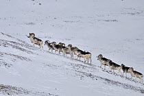 A herd of Marco Polo Sheep (Ovix ammon polii) on a snowy slope. Tajikistan, Central Asia, November.