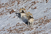 Three Marco Polo Sheep (Ovis ammon polii) walking in a line away from the photographer. Tajikistan, Central Asia, November.