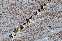 A line of Marco Polo Sheep (Ovis ammon polii) walking across snowy ground. Tajikistan, Central Asia, November.
