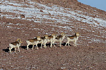 A small herd of Marco Polo Sheep (Ovis ammon polii) traversing a slope. Tajikistan, Central Asia, November.