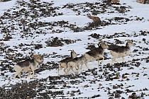 A small herd of Marco Polo Sheep (Ovis ammon polii) traversing a slope. Tajikistan, Central Asia, November.