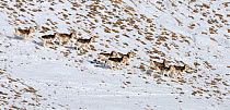 A herd of Marco Polo Sheep (Ovis ammon polii) traversing a snowy slope. Tajikistan, Central Asia, November.