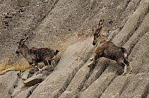 A male Markhor (Capra falconeri) being chased by a dominant male. Tajikistan, Central Asia, November.