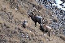 Three Siberian Ibex (Capra sibirica) Naryn National Park, Kyrgyzstan, Central Asia, November.