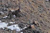 One male and two female Siberian Ibex (Capra sibirica). Naryn National Park, Kyrgyzstan, Central Asia, November.
