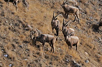 A herd of Siberian Ibex (Capra sibirica) on a mountain slope. Naryn National Park, Kyrgyzstan, Central Asia, November.