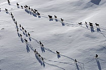 A large herd of Tien Shan Argali (Ovis ammon karelini) making tracks through snow. Naryn National Park, Kyrgyzstan, Central Asia, November.