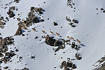 A herd of Tien Shan Argali (Ovis ammon karelini) traversing a snow-covered mountainside. Naryn National Park, Kyrgyzstan, Central Asia, November.