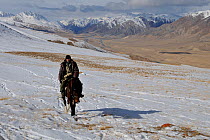 A man riding horse on an expedition to find Tien Shan Argali (Ovis ammon karelini) in vast steppe landscape. Naryn National Park, Kyrgyzstan, Central Asia, November.