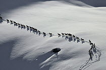 A herd of Tien Shan Argali (Ovis ammon karelini) following each other through snow. Naryn National Park, Kyrgyzstan, Central Asia, November.