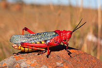 Common milkweed locust (Phymateus morbillosus), Samara private game reserve, Karoo, South Africa, January