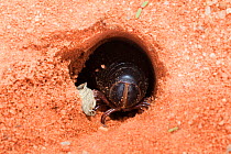 Giant millipede (Archispirostreptus gigas) emerging from hole, Kgalagadi Transfrontier Park, Northern Cape, South Africa, January