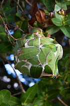 Leaf nest of the Tailor / Weaver ant (Oecophylla longinoda) Kwazulu Natal, South Africa, December
