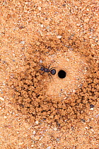Ant digging hole in earth, carefully removing soil, Kgalagadi Transfrontier Park, Northern Cape, South Africa, December