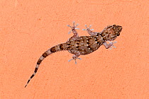Bibron's gecko (Pachydactylus bibronii) Kgalagadi Transfrontier Park, South Africa, January