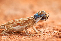 Ground agama (Agama aculeata) feeding on insect prey, Kgalagadi Transfrontier Park, Northern Cape, South Africa, January