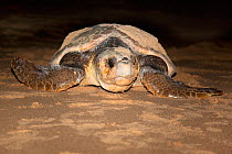 Loggerhead turtle (Caretta caretta) moving down the beach from nest to sea at night, Banga Nek, Kwazulu Natal, South Africa, December 2010