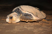 Loggerhead turtle (Caretta caretta) moving down the beach from nest to sea at night, Banga Nek, Kwazulu Natal, South Africa, December 2010