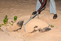 Wildlife warden measuring size of an egg-laying female Loggerhead turtle (Caretta caretta) Banga Nek, Kwazulu Natal, South Africa, December 2010