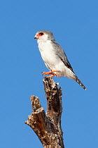 African pygmy falcon (Polihierax semitorquatus) male perched, Kgalagadi Transfrontier Park, South Africa, January