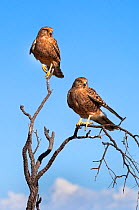 Two Greater kestrel (Falco rupicoloides) perched, Kgalagadi Transfrontier Park, South Africa, January