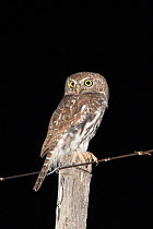 Pearl spotted owlet (Glaucidium perlatum) perched on fence post at night, Kgalagadi Transfrontier Park, South Africa, November