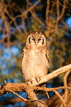 Verreaux's / Giant eagle owl (Bubo lacteus) perched with eyes closing showing nictating membrane, Kgalagadi Transfrontier Park, South Africa, November