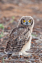Spotted eagle owl (Bubo africanus) fledgling on ground, Kgalagadi Transfrontier Park, South Africa, January