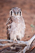 Verreaux's / Giant eagle owl (Bubo lacteus) perched with eyes closed showing nictating membrane, Kgalagadi Transfrontier Park, South Africa, January