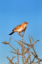 Fawn coloured lark (Mirafra africanoides) perched, singing, Kgalagadi Transfrontier Park, Northern Cape, South Africa, January