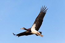 Abdim's stork (Ciconia abdimii) in flight, Kgalagadi Transfrontier Park, South Africa, January