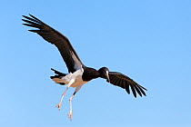 Abdim's stork (Ciconia abdimii) in flight, landing, Kgalagadi Transfrontier Park, South Africa, January