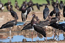 Flock of Abdim's stork (Ciconia abdimii) at waterhole, Kgalagadi Transfrontier Park, South Africa, January