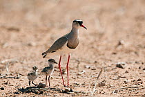 Crowned lapwing / plover (Vanellus coronatus), with two chicks, Kgalagadi Transfrontier Park, South Africa, November