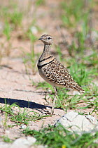 Double / Two banded courser (Rhinoptilus africanus) Kgalagadi Transfrontier Park, Northern Cape, South Africa, January