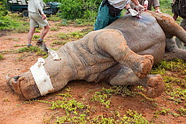 Tranquilised White rhinoceros (Ceratotherium simum) receiving surgery on injured flank, Kwandwe private game reserve, Eastern Cape, South Africa, January 2011