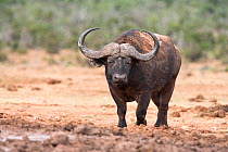 Cape buffalo (Syncerus caffer) male at waterhole, Addo Elephant National Park, South Africa, January