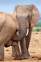 African elephant (Loxodonta africana) bull urine testing female, Addo national park, Eastern Cape, South Africa, January